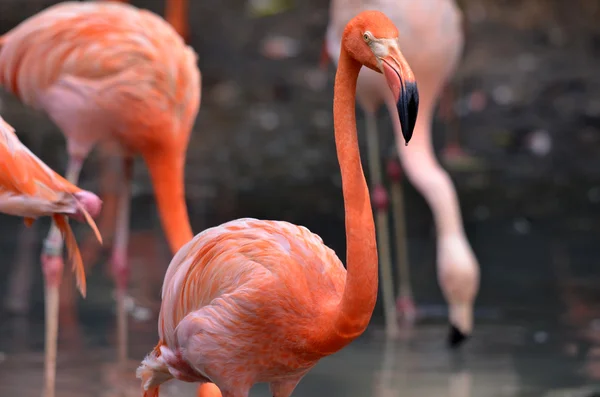 Flamingo im Schwan — Stockfoto