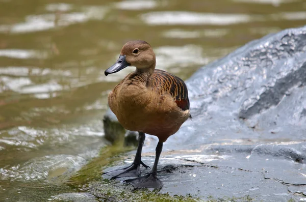 Mandarinenente — Stockfoto