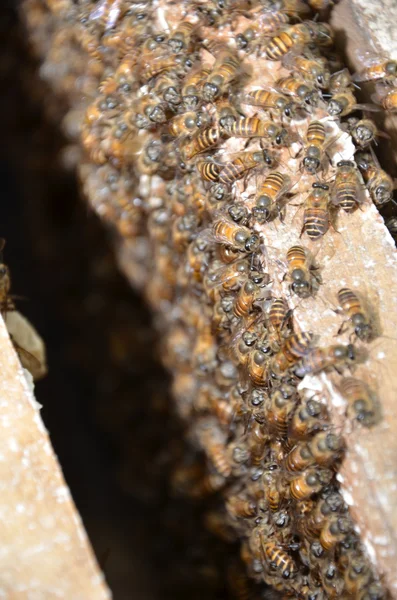 Улей пчёл — стоковое фото