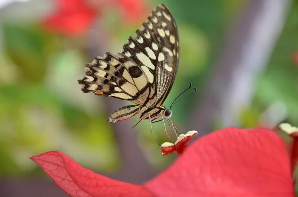 Butterfly on flower — Stock Photo, Image