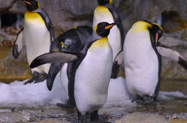 Rei Pinguim Fotografias De Stock Royalty-Free