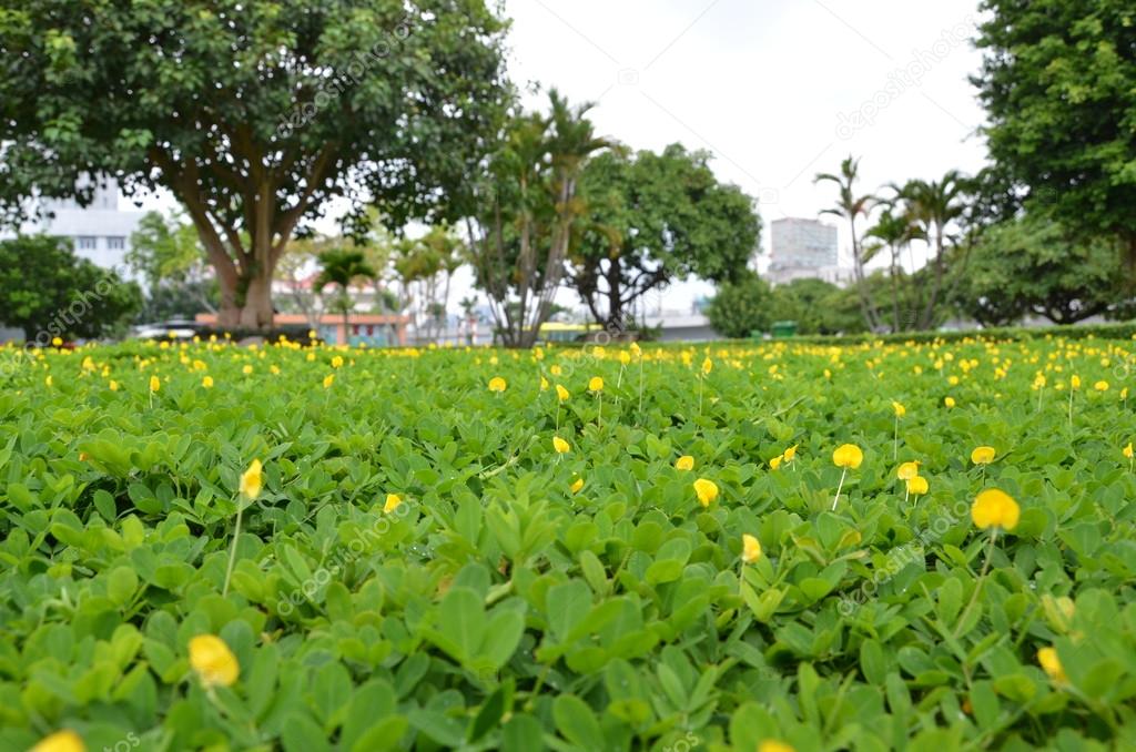 Grass and city view