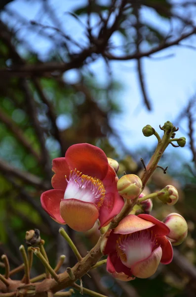 Cannonball ağacın çiçek — Stok fotoğraf