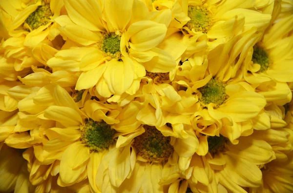 Gelbe Blumen Hintergrund — Stockfoto