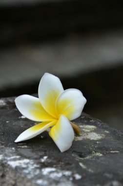 Beyaz plumeria