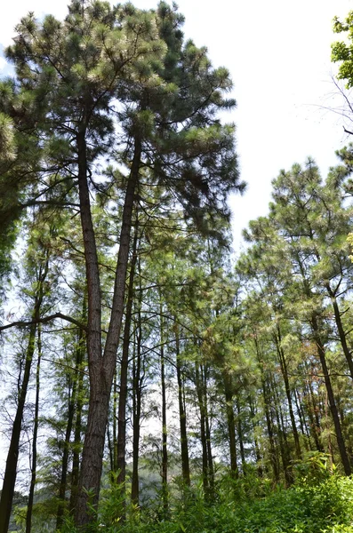 Pine trees — Stock Photo, Image