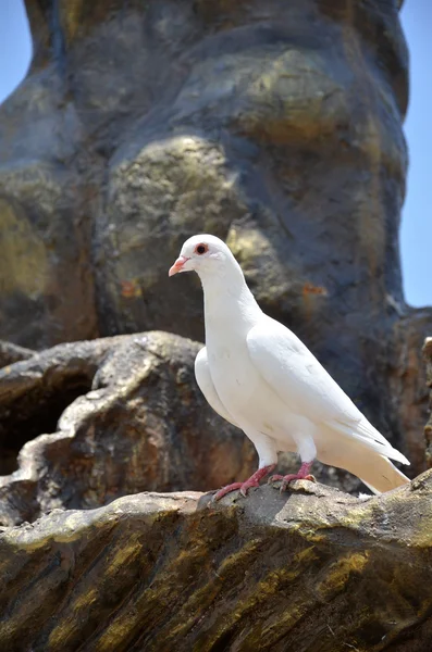 Witte duif — Stockfoto