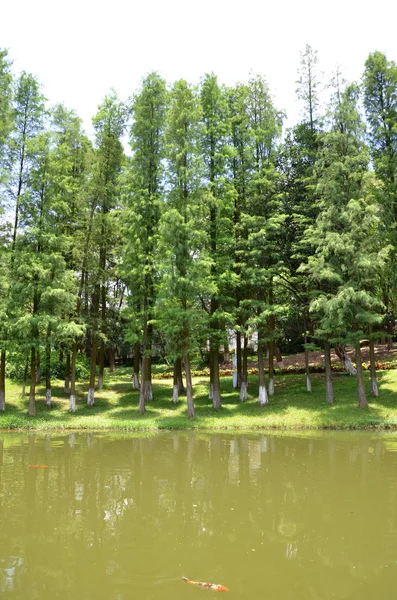 Alberi di pino lungo il lago — Foto Stock