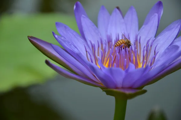 Paarse water lily — Stockfoto