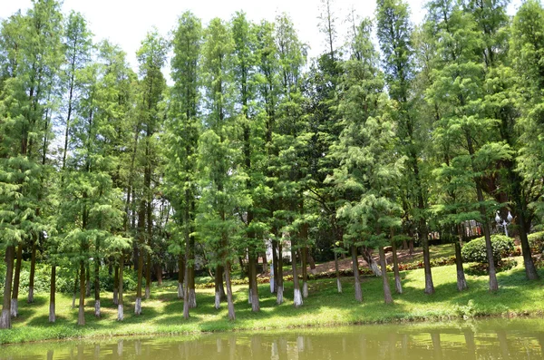 Pinos junto al lago — Foto de Stock