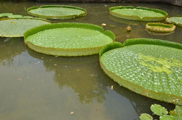 Yaprak lotus — Stok fotoğraf