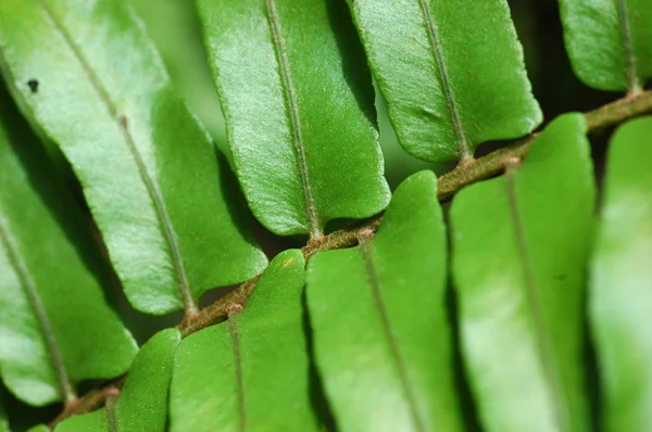 Fern leave — Stock Photo, Image