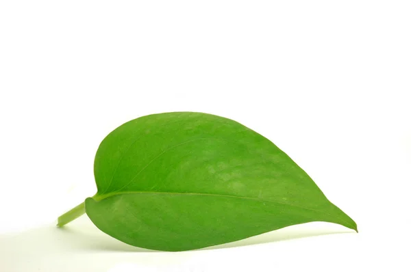 Green leaf — Stock Photo, Image