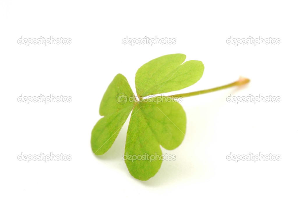 Three leaf