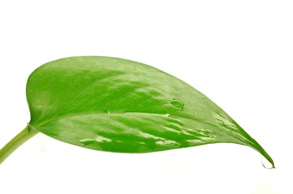 Green leaf — Stock Photo, Image