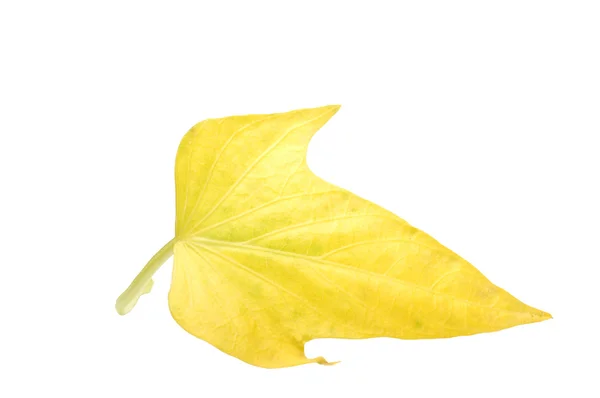 Yellow leaf — Stock Photo, Image