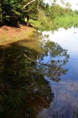 Göl kenarında yeşil orman yansıması sabah