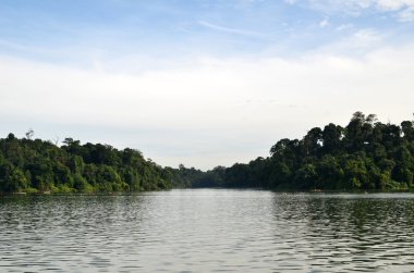 Göl kenarında yeşil orman yansıması