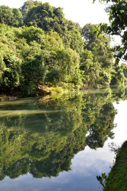 Göl kenarında yeşil orman yansıması