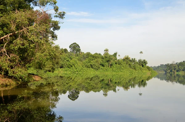 Reflexión del bosque verde en el lago por la mañana — Foto de Stock