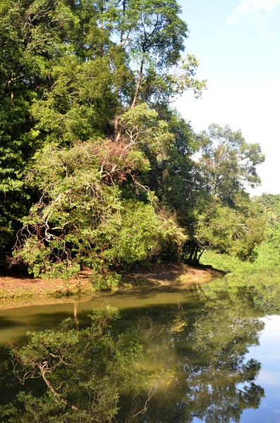 Reflexión del bosque verde en el lago por la mañana — Foto de Stock