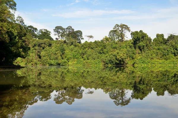 Отражение зеленого леса на озере утром — стоковое фото