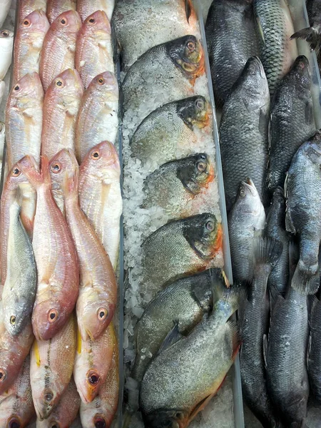 मछली बाजार — स्टॉक फ़ोटो, इमेज