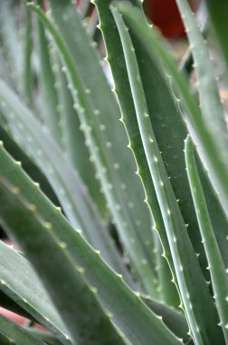 aloe vera