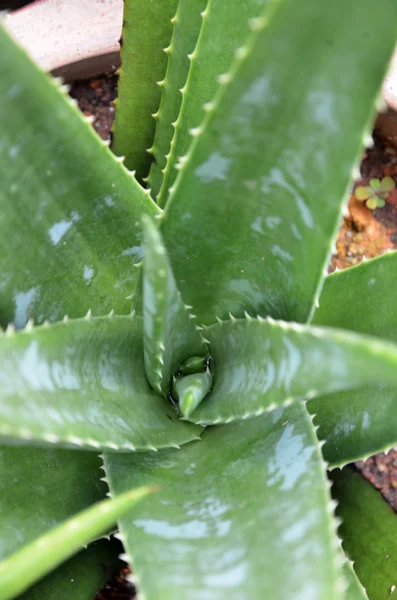 Aloe vera — Foto Stock