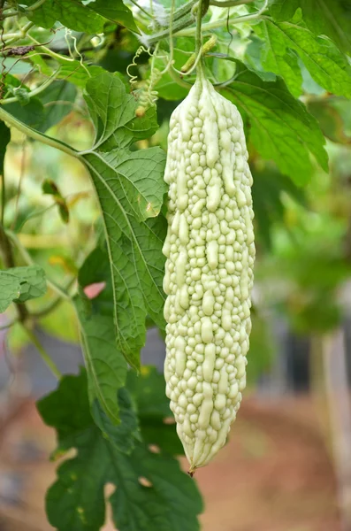 acı kavun