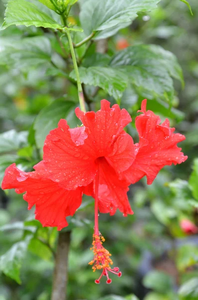 Roter Hibiskus — Stockfoto