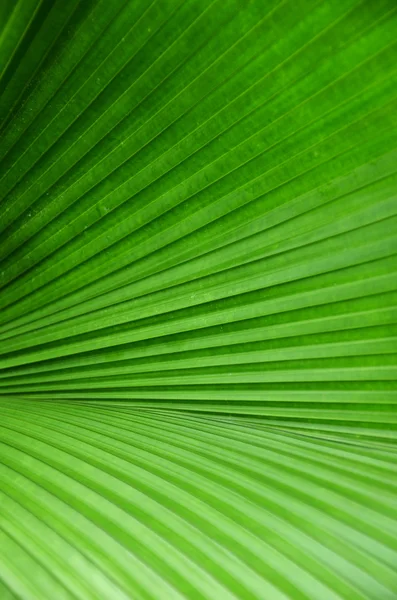 Green leave — Stock Photo, Image