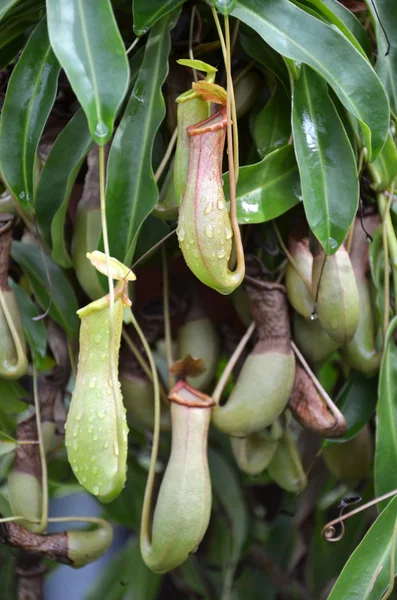 植物ウツボカズラ種を食べるバグ — ストック写真