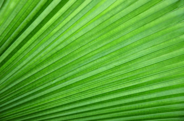 Green leave — Stock Photo, Image