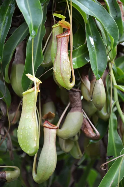 植物ウツボカズラ種を食べるバグ — ストック写真