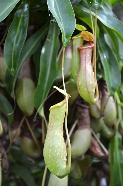 植物ウツボカズラ種を食べるバグ — ストック写真