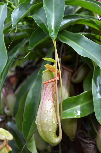 Bug eating plant nepenthes species — Stock Photo, Image
