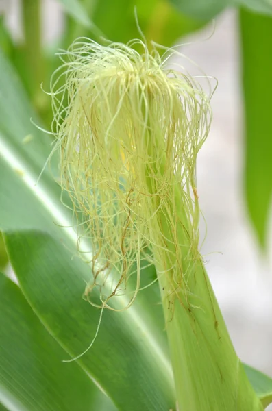 Зеленая кукуруза — стоковое фото