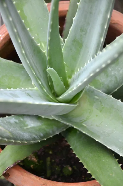 Aloe vera — Foto Stock