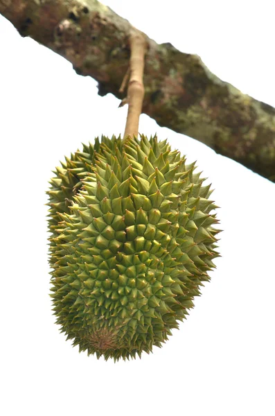 Durian fruit — Stock Photo, Image