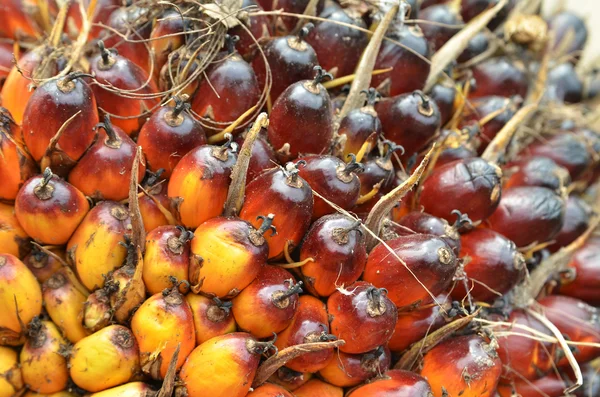 Frutas de palma de aceite — Foto de Stock