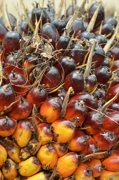 Frutas de palma de aceite — Foto de Stock