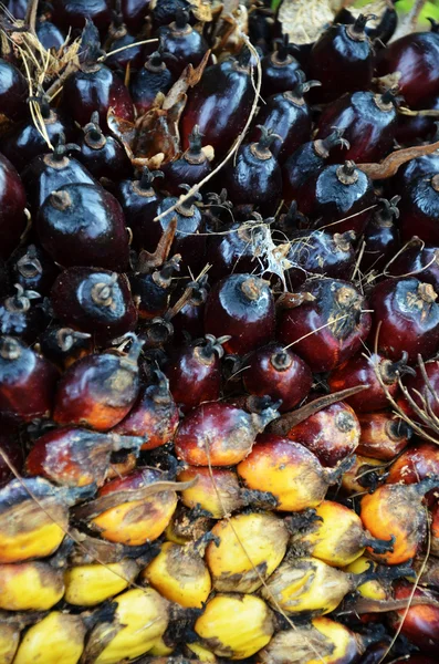 Fruta de óleo de palma — Fotografia de Stock