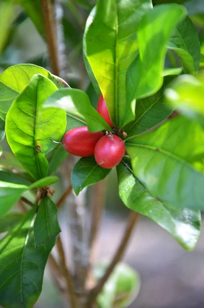 Synsepalum dulcificum — Foto de Stock