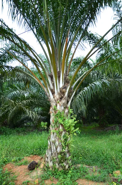 Plantación de aceite de palma — Foto de Stock