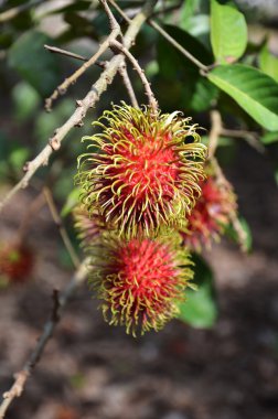Kırmızı rambutan