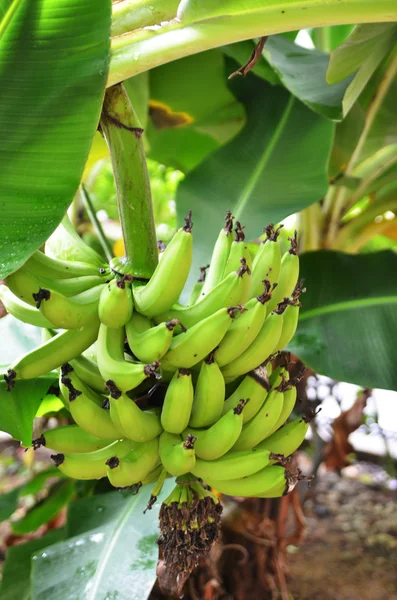 バナナの木 — ストック写真