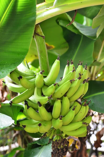 バナナの木 — ストック写真