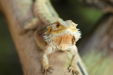 Sakallı Ejder pogona vitticeps