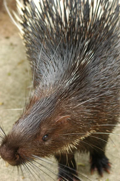 Porcupine — Stock Photo, Image